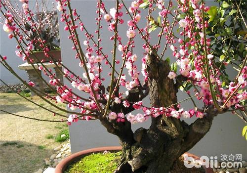 盆栽梅花怎么养护