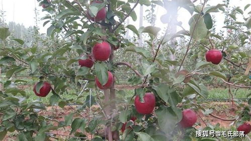 苹果树栽培技术 苹果丰产园土壤要求及改良与管理原则