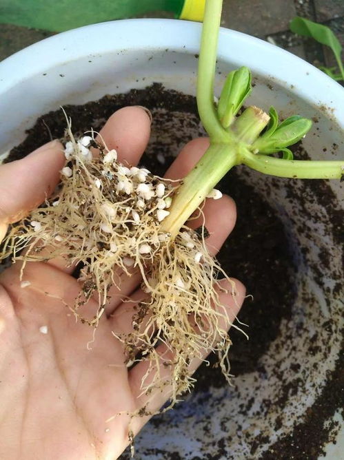 扦插枝不生根 教你自制3种 万能 生根水,蘸点 嗖嗖 冒白根