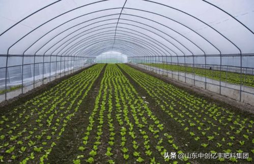 选用种肥要得当,一定得避开这些,不然会危害种子造成极大损失