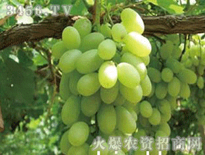 利康 葡萄树