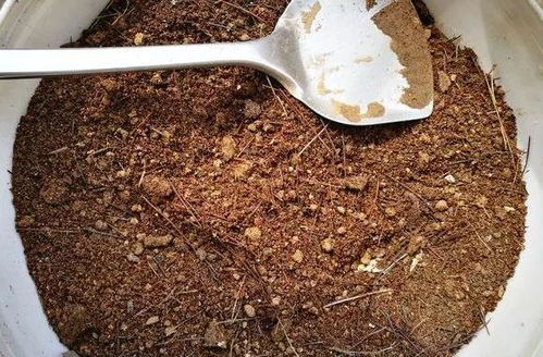 什么腐叶土 泥炭土,比不上蜂窝煤,养花不烂根,易爆盆 煤渣