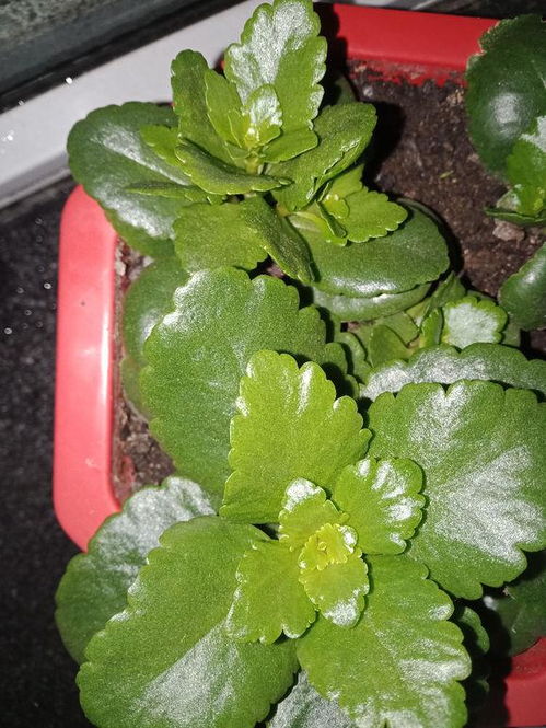 长寿花长成大青菜,不开花,3个地方 动手术 ,枝枝挂满小红花