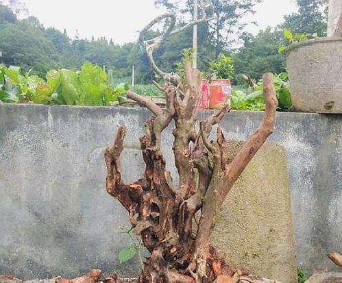老桩移栽成活率更高,他做了这4点,让嗝屁成了罕见,旺盛是常态