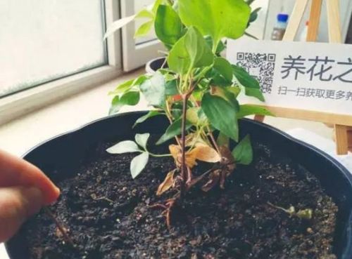 如何正确给盆栽花松土