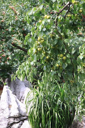 李子树第一年需拉枝吗、第一年李子树怎么拉枝