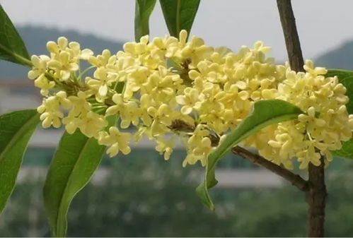 刚买回来桂花盆栽怎么养、新买的桂花盆栽注意
