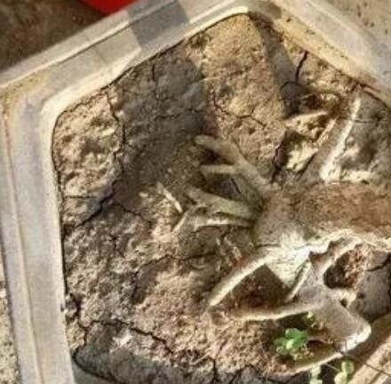 养花土壤硬邦邦 埋上3种小玩意,土壤疏松肥沃,养花一级棒