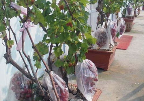 盆栽葡萄怎么浇水施肥;盆栽葡萄树怎么浇水