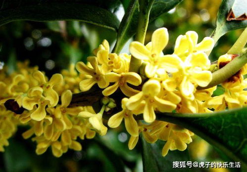 喜欢玫瑰,就养 珍稀品种 宠爱小姐,金蕊红衣,妖娆秀丽 克劳德莫奈