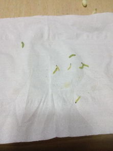 茉莉花上的这个虫子要怎么清除