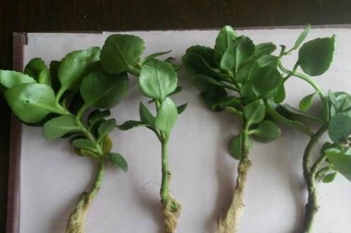 没有根或裸根的长寿花,怎么养