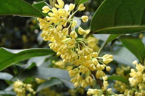 家里为什么不能种桂花 可以种在屋前吗