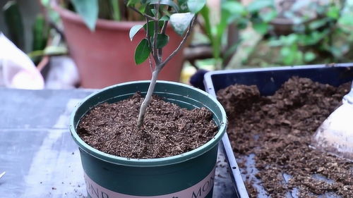 茶花不好养 选苗到配土,教你养出好茶花