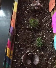 不要再花钱买土了,3招教你自制肥沃营养土