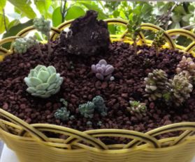 鱼缸种花,花盆养鱼,就是这么拽