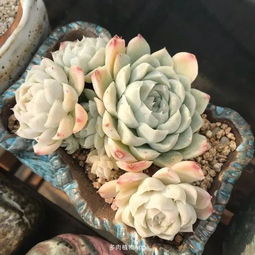 继续说浇水 七个案例背后的原理