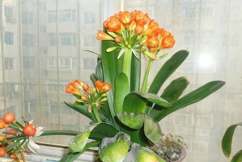 夏季养君子兰,这样 养 根,花期剪一剪,还能再开一茬