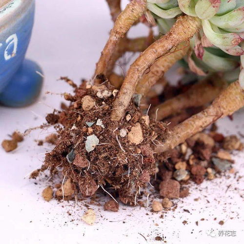 哪些养花旧土不能用,可用的又该怎么处理好