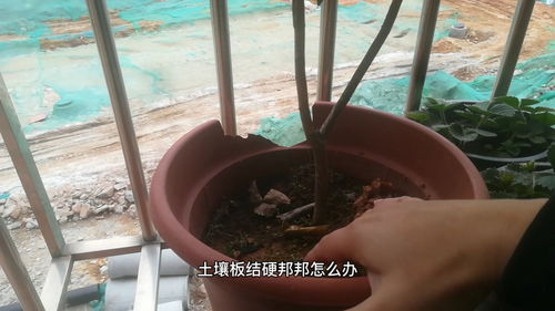 不换盆 别换土 土壤板结 硬邦邦 ,不花钱,土壤疏松如面包