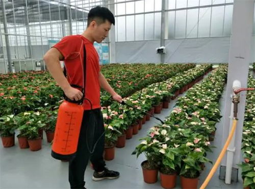 花上长满粘粘的白虫子妙招—长寿花生了白色粘