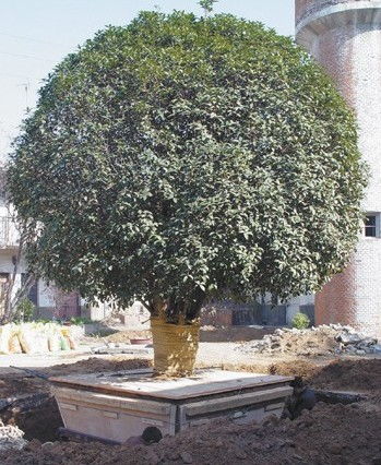 大桂花树移栽技术要点