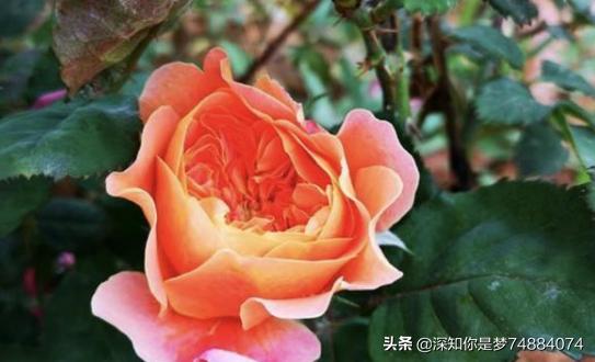 自制万能杀虫水 如何自制除虫水