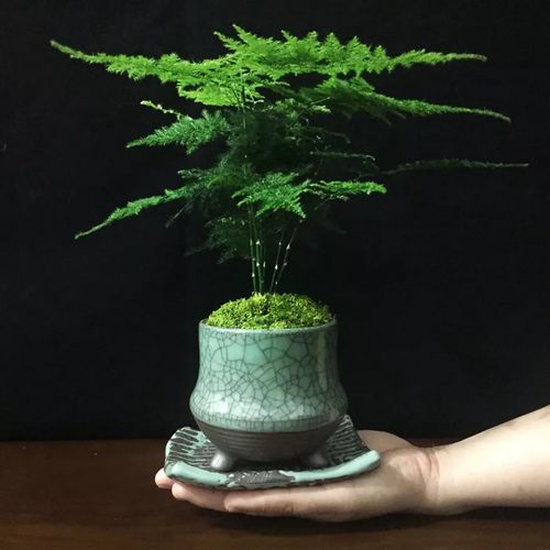 这9种花,旺财又养人,你不确定来一盆么