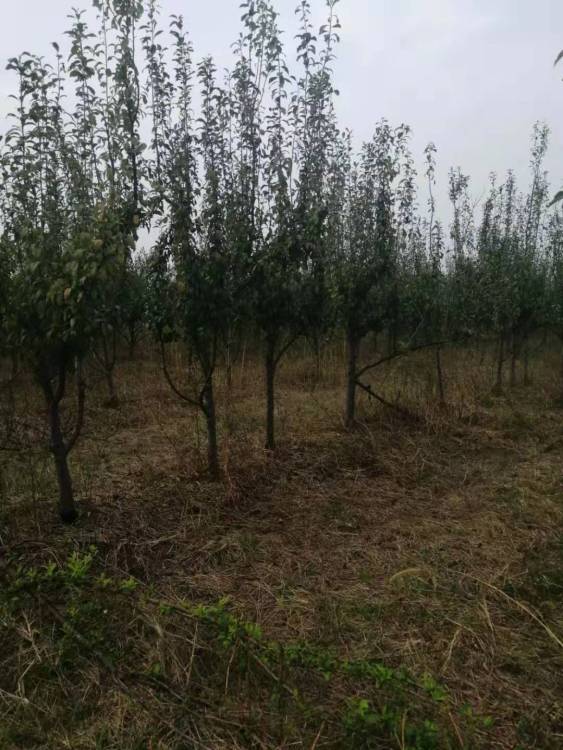 【8公分李子树5公分李子树产地,襄阳10公分李子树价格量大从优】- 黄页88网