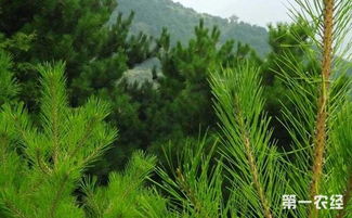 松树育苗及种植方法