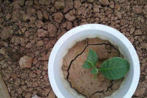 养花的土 板结发硬 教你3招,土壤肥沃,花草绿油油