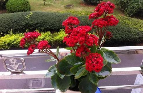 长寿花叶子发蔫,有2方面原因,找准原因,解决黄叶 烂根难题