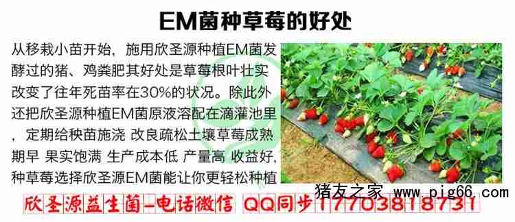 大棚菜园土壤板结很硬该怎么办才好