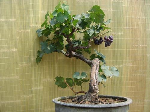 盆栽葡萄种植全过程—盆栽葡萄种植全过程视频