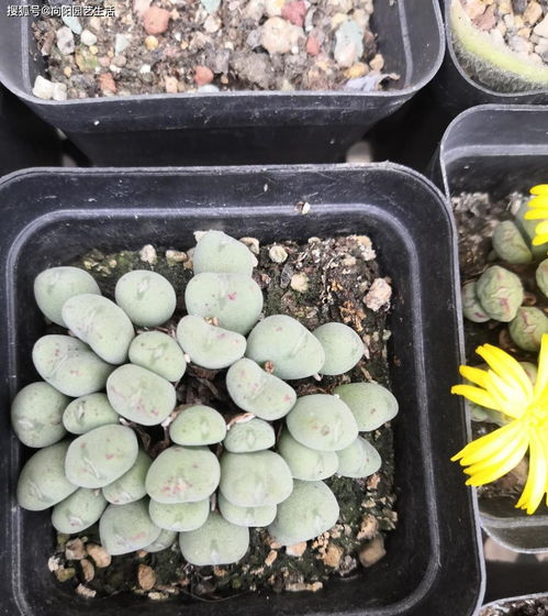 多肉口笛怎么养 忌讳颗粒土,土用 准了 ,呼呼变成大群生