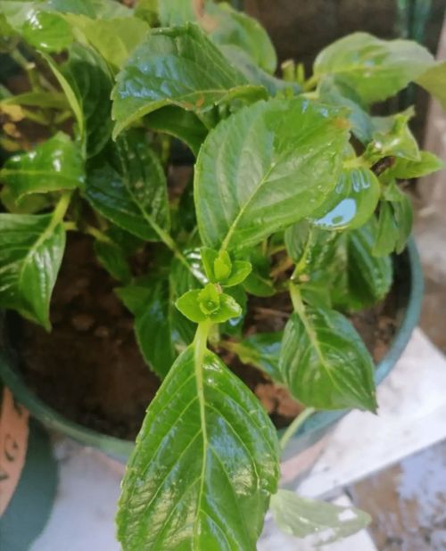 必看 9月后,这花要 苏醒 了,赶紧施肥修剪