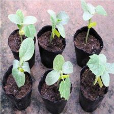 苗圃营养钵花盆