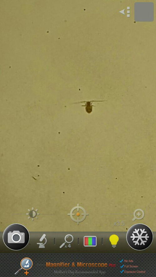 这是什么虫子,要怎么消灭 卧室和厕所隔了一面墙,之前墙面发霉了一直没去理,最近发现墙上好多这种虫