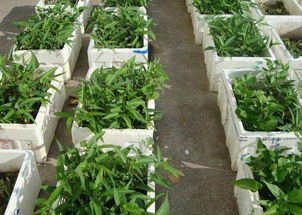 用泡沫箱种菜有毒吗,阳台种菜怎么种好 