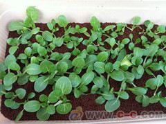 无土栽培植物蔬菜的 营养土,不板结,透气利水效果
