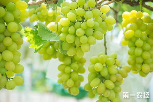 阳光玫瑰葡萄施肥明细表;阳光玫瑰葡萄施肥明细
