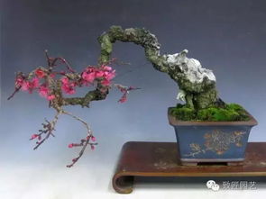梅花盆景的制作与管理