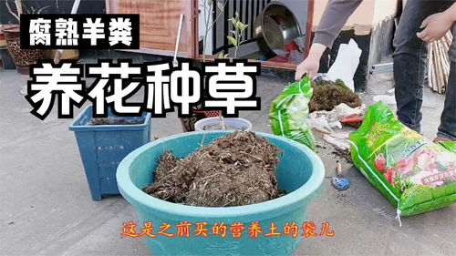 农村河边腐熟的羊粪比营养土好用,弄回来拌上园土给桔子葡萄换盆