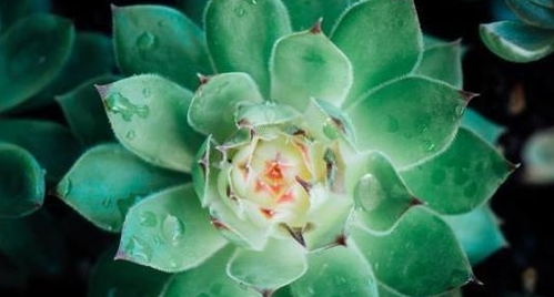 8月养多肉,做好这 4点 ,不长虫 不黑腐,肉质越长越丰满 植物 