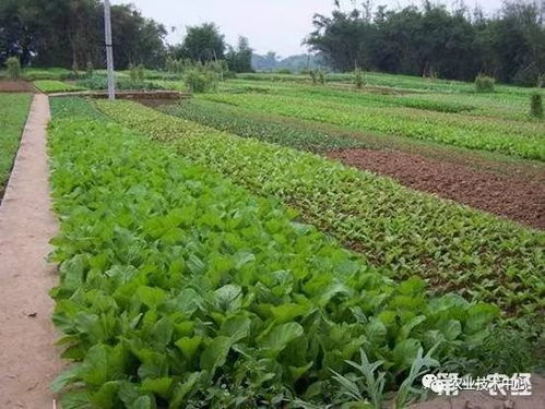 收藏版 土壤老化怎么办 菜地土壤改良和培肥技术