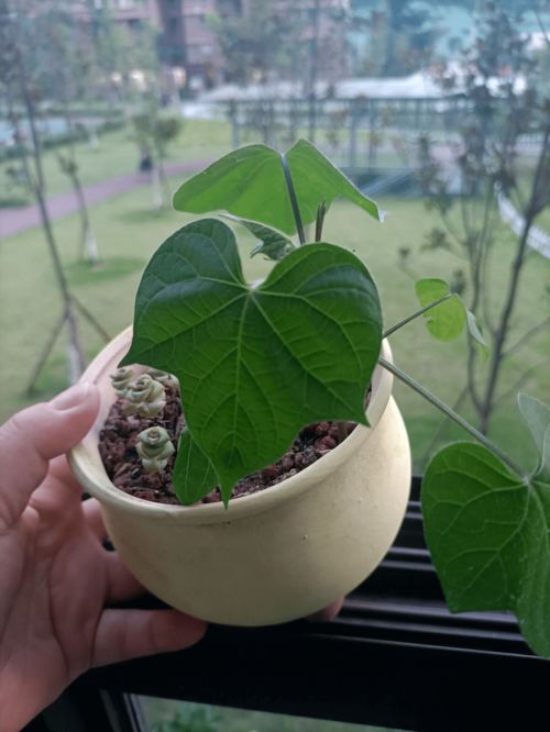 养花要切记,3种盆3种土3种水不能用,花容易死翘翘