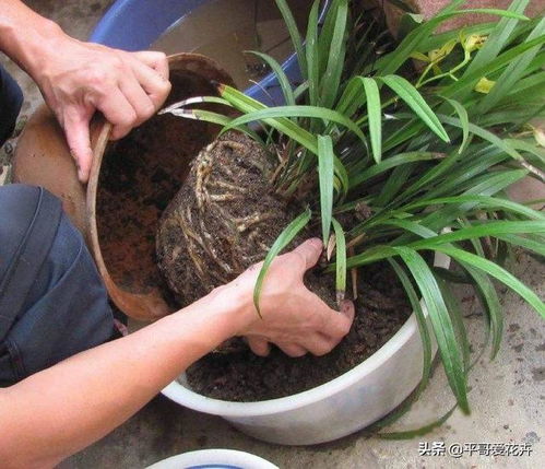 盆土板结严重 透气性差 学会 三招 小技巧,改善土壤效果好
