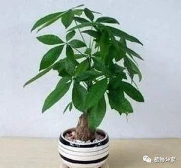 发财树黄叶,烂根了 插在沙子里,新芽新根一起长