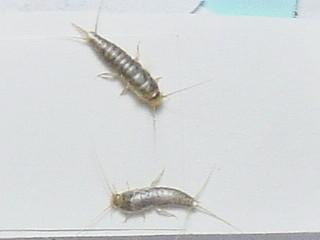 家里有一种白色长长细细的虫子 速度很快,好不容易拍死了,但是用力大了残缺了一点,请问这是什么虫子