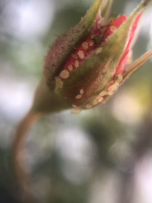 花盆里都是小飞虫,挂个黄纸板,虫子少一半